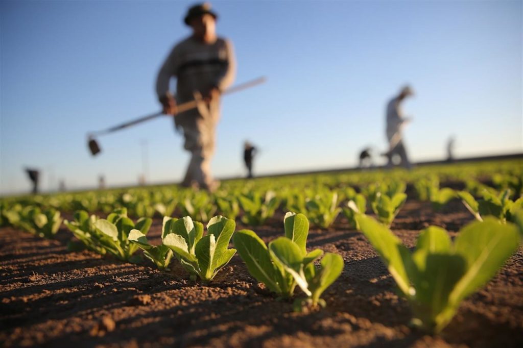 disoccupazione agricola